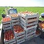 Крымские аграрии смогут продавать продукцию без посредников