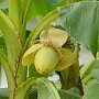 В Никитском ботсаду расцвели деревья японского банана Басио