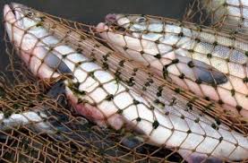 За I полугодие 2017 года ФСБ возбудила 600 дел за незаконную добычу рыбы