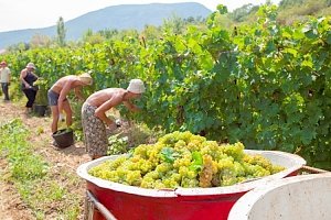 «Массандра» объявила набор рабочих на уборку винограда (РАЗМЕР ЗАРПЛАТ)