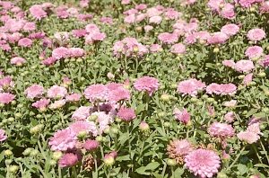 Первые хризантемы расцвели в Никитском ботаническом саду – скоро бал 36 тыс. цветов