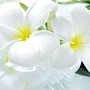 Благотворительная акция «Белый цветок» произойдёт в Феодосии
