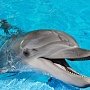 В дельфинарий в Саках приехала полиция – изымать животных