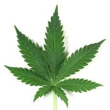 У жителя Сакского района полицейские изъяли марихуану