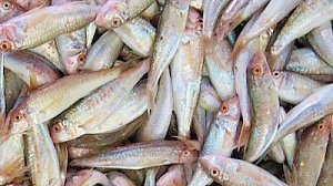 Рыбакам разрешили увеличить вылов знаменитой барабульки и других видов промысловых рыб