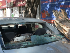 В столице Крыма ураган повалил за сутки 15 деревьев
