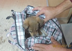 «Медовое» сало, попугай и упакованный в чемодан щенок: что везли из Украины в Крым на этой неделе