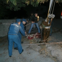 Крымские спасатели помогли лошади, застрявшей в канализации