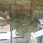 Житель Красноперекопского района хранил у себя дома более 700 граммов конопли