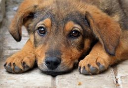В Ялте продолжаются работы по регулированию численности бродячих собак