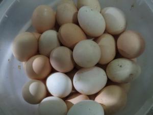 В Белогорском психоневрологическом центре хранили яйца без соблюдения температурного режима