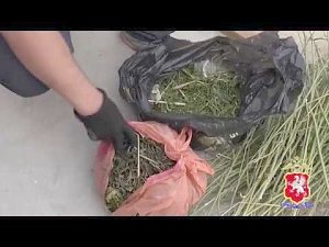 У крымчанина изъяли более 23 килограммов конопли