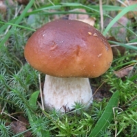 МЧС предупреждает — будьте осторожны с грибами!