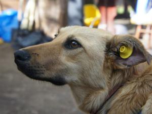 Бездомных джанкойских собак простерелизуют в декабре