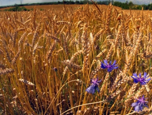 Крым в первый раз экспортировал пшеницу за границу