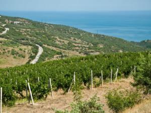 В Крыму до 2025 года желают увеличить количество виноградников