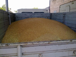 За 2017 год Россельхознадзор проинспектировал 133 тысячи тонны зерна
