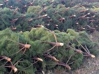 В Крыму изъяли более 160 краснокнижных сосен