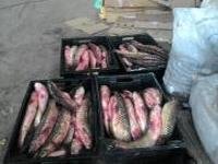 В Керчи опять сожгли 190 кг бесхозной рыбы