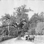 Исторический дуб высадят в Никитском ботаническом саду