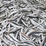 Молочные реки и рыбные берега: 200 кг бесхозной рыбы сожгли в Керчи