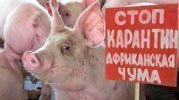 В Крыму опять нашли больных свиней, Италия готова продать своих