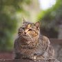 Обладатели фотографий с котами в Никитском саду имеют возможность принять участие в конкурсе