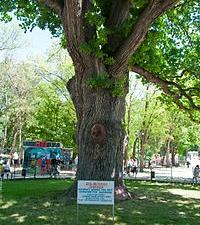 Два крымских дерева получили статус «Дерево – памятник живой природы»
