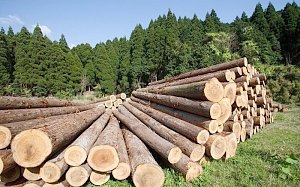 В Крыму пройдут аукционы по продаже древесины