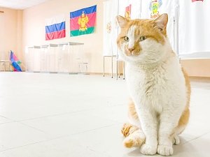 Кот Мостик побывал на избирательном участке