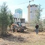 В парках и скверах Симферополя высадили почти 70 деревьев