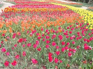 В Никитском ботсаду открывается «Парад тюльпанов»