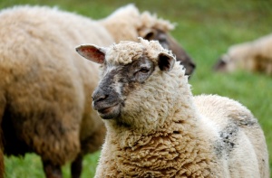 Военный совхоз Крыма станет питомником для овец