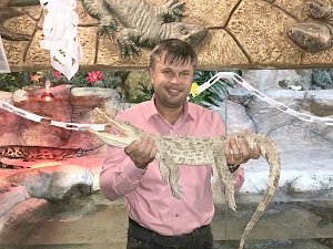Первый в России крокодил-альбинос появился в Ялтинском Крокодиляриуме