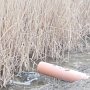 В Советском районе незаконно сбрасывали сточные воды в водный объект