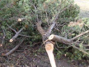 За вырубку краснокнижных деревьев крымчанина будут судить