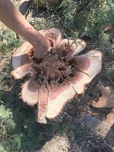 Вырубленные деревья в Гаспре компенсируют посадкой таких же растений в двойном объеме