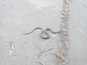 Руководство парка в Симферополе опровергло появление ядовитых змей