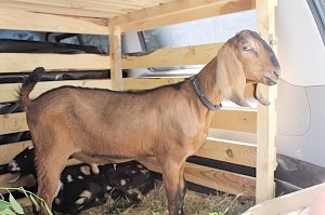 Нубийскому козлу из Бахчисарайского района привезли двух новых самок для качественного потомства