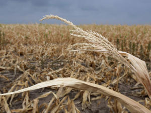 Аграриям, пострадавшим от засухи, компенсация будет выплачена в кратчайшие сроки, — Рюмшин