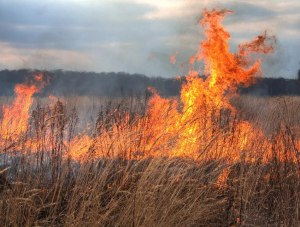 МЧС предупреждает крымчан об опасности сжигания сухой растительности