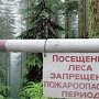 Минприроды Крыма призывает граждан соблюдать ограничение на посещение леса в республике