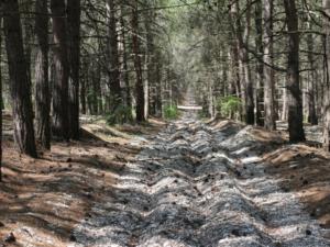 Аксёнов продлил запрет на посещение крымских лесов