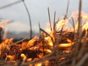 Крымские спасатели потушили крупный пожар