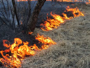 В восточных районах Крыма объявлена чрезвычайная пожароопасность