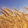 Аграрии Крыма собрали более 683 тыс. тонн зерновых, — Рюмшин