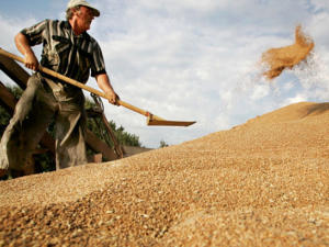 Зернотрейдеры закупают зерно в Крыму от 9 200 до почти 11 тысяч рублей за тонну