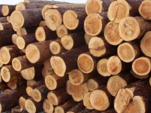 Минимущество Крыма приглашает поучаствовать в аукционах по продаже древесины