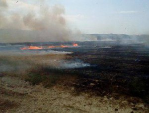 За первое полугодие 2018 года крымские огнеборцы потушили 452 пожара