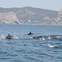 В середине лета дельфины в Крыму гибнут чаще, — эксперт